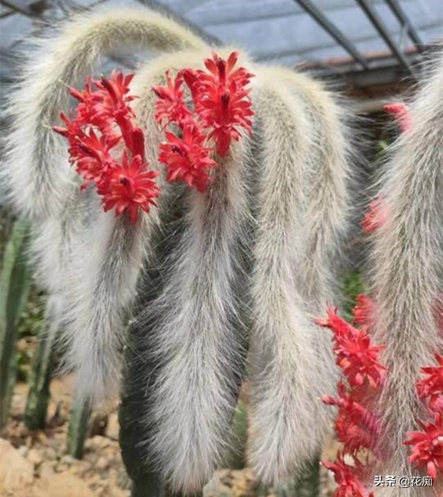 绚丽猴尾柱长得像猴尾巴一条尾巴能开几十朵超美又好养