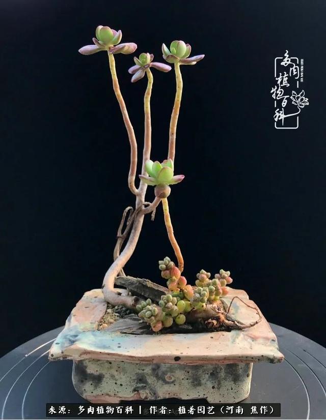 原创多肉盆景荒凉与生机系列121号作品