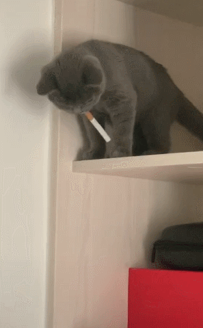 猫:再给我来上一根