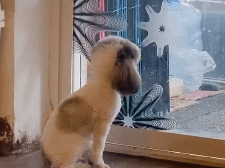 当狗子撞到头时.结果,主人:好家伙,我这是养了个影帝啊