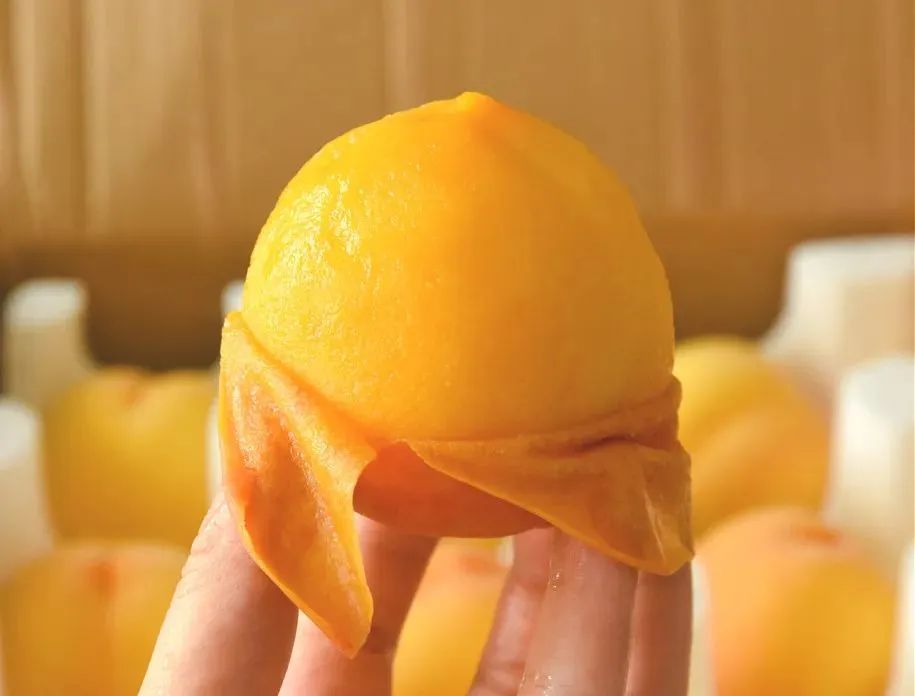 山东蒙阴黄桃,香甜爆汁,吃一口忘不掉!