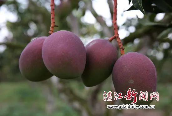 覃斗芒果,邦塘荔枝"的记载《雷州志》中就有就有成片栽培芒果的历史在