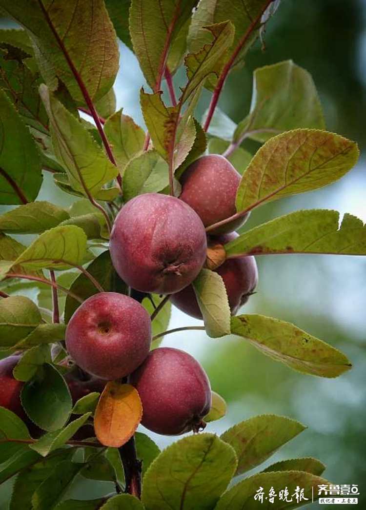 树上的果子红了,还真馋人