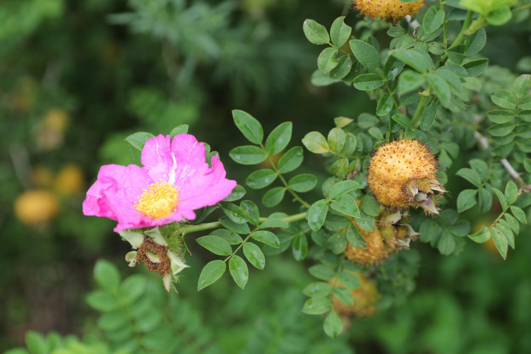 好刺刺刺刺刺刺刺刺刺刺刺刺刺刺梨