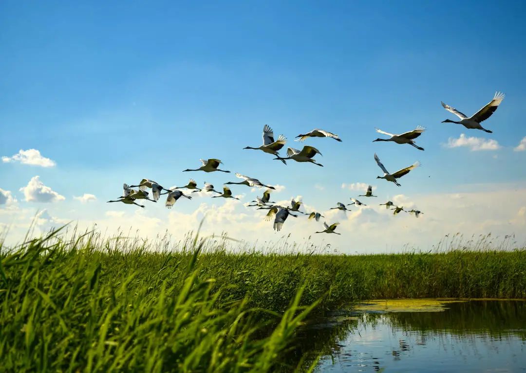 恭喜扎龙生态旅游区入选黑龙江省"最受欢迎人气景区"!