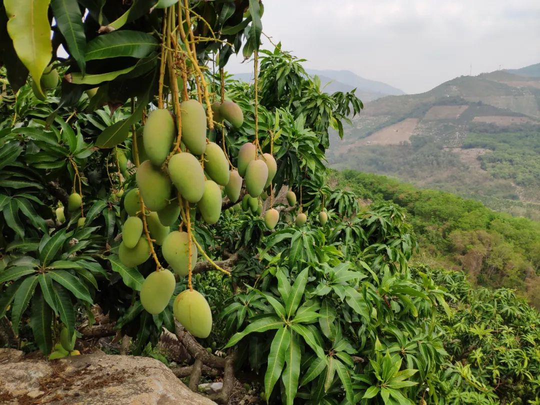 少喝两杯奶茶可尽尝鲜甜台农芒更能助果农走出困境值了