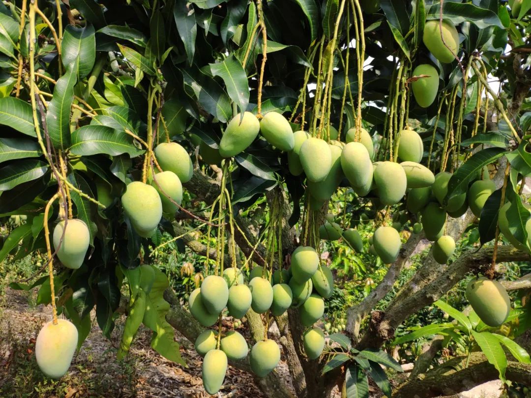 少喝两杯奶茶可尽尝鲜甜台农芒更能助果农走出困境值了