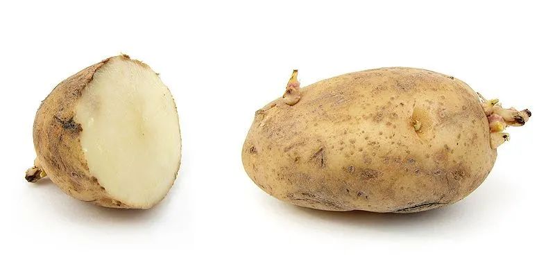 马铃薯块茎淀粉粒简图图片