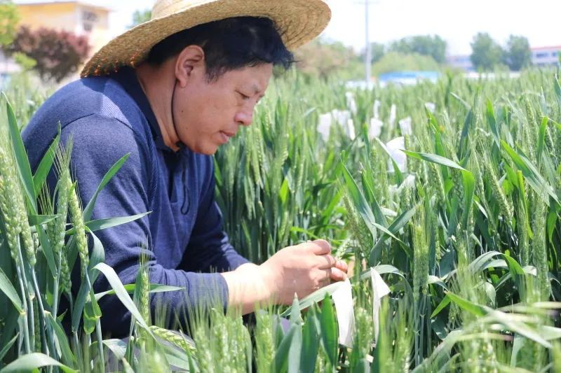 小麦|烟农|赤霉病_新浪新闻