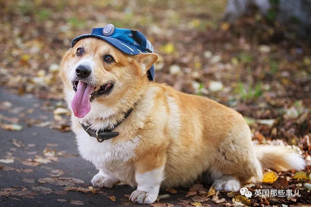 com/life/2020-06-28-nizhny-novgorod-corgi-policeman-redhead