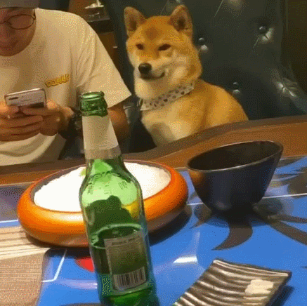 霸道总裁的坏笑,柴犬:我看到了他手机里的秘密,网友:被撩了