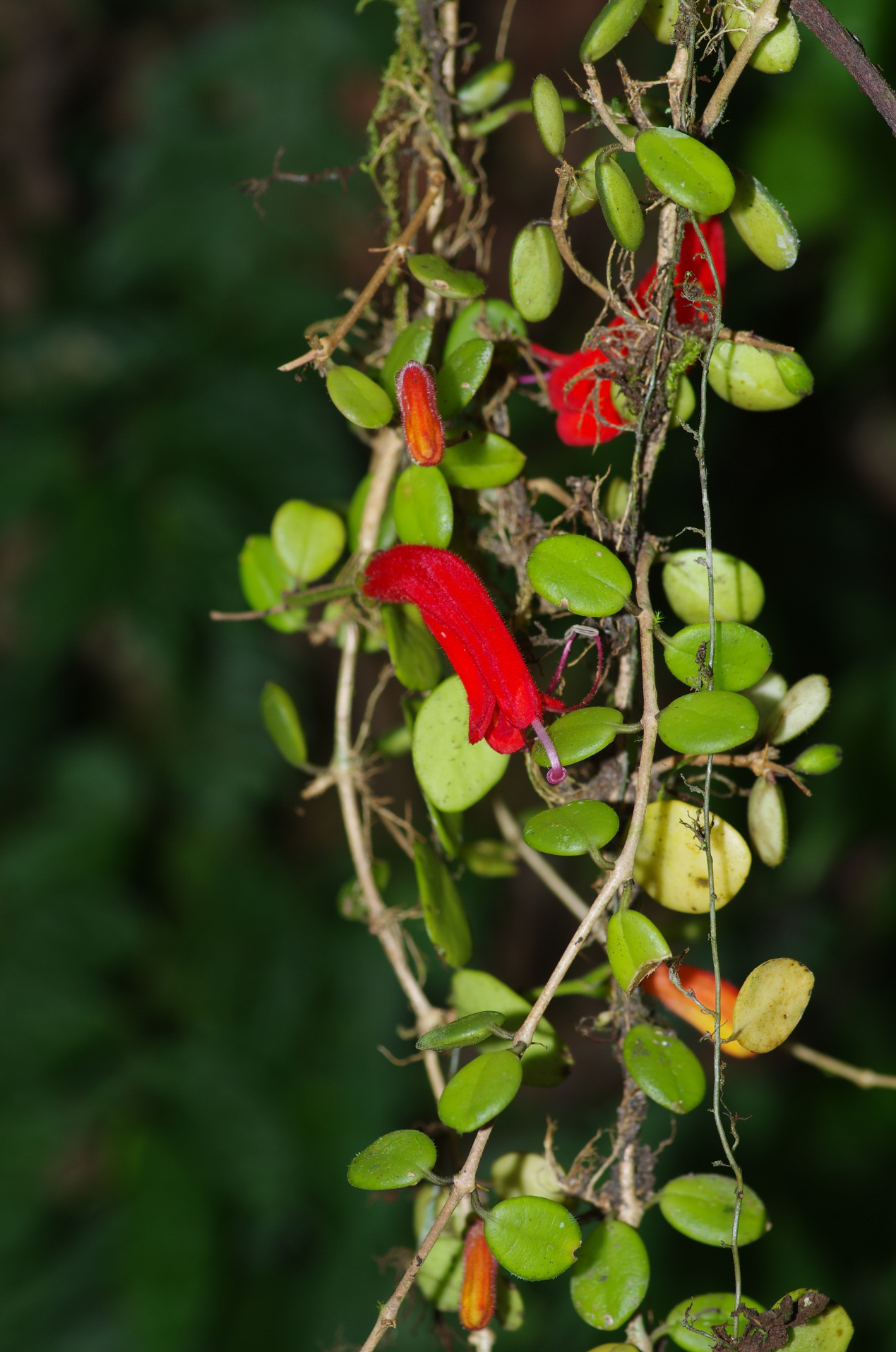 成都科考人员发现"消失"108年的物种,还有了中文名——贝叶芒毛苣苔
