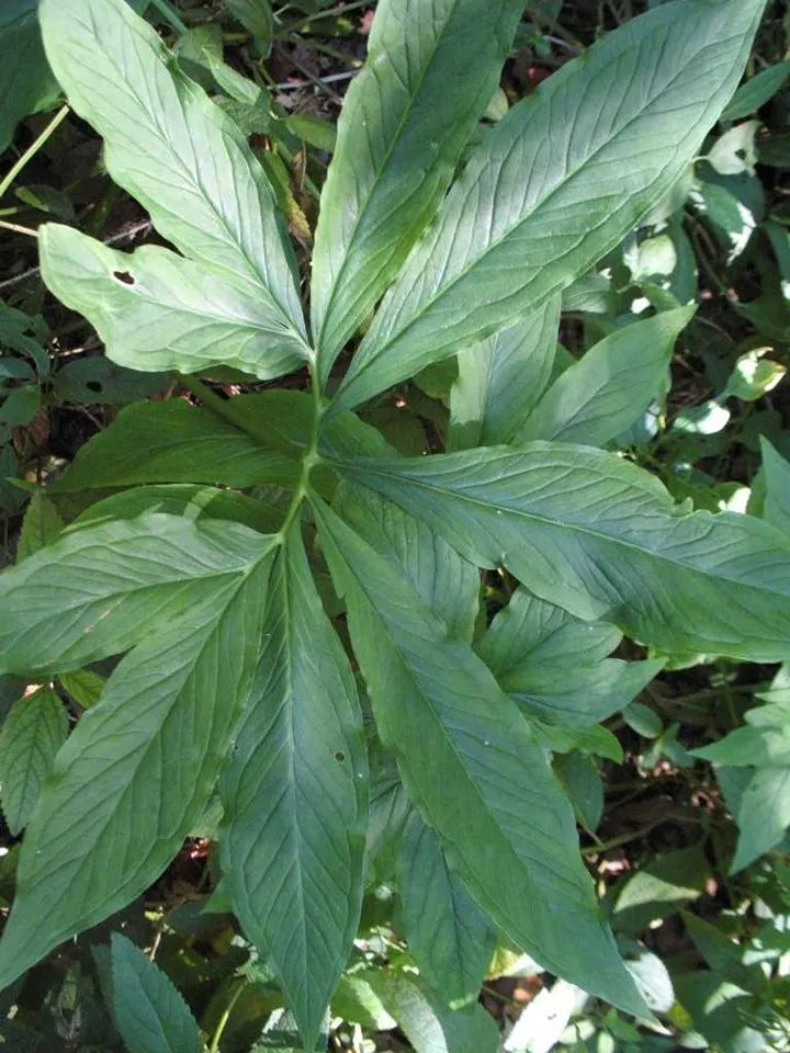 长得像眼镜蛇,别名叫蝎子草,它可真的不好惹