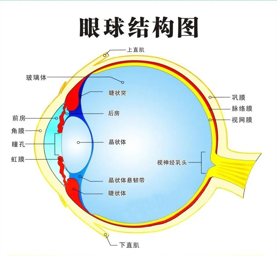 眼部解剖结构图解眼睛图片