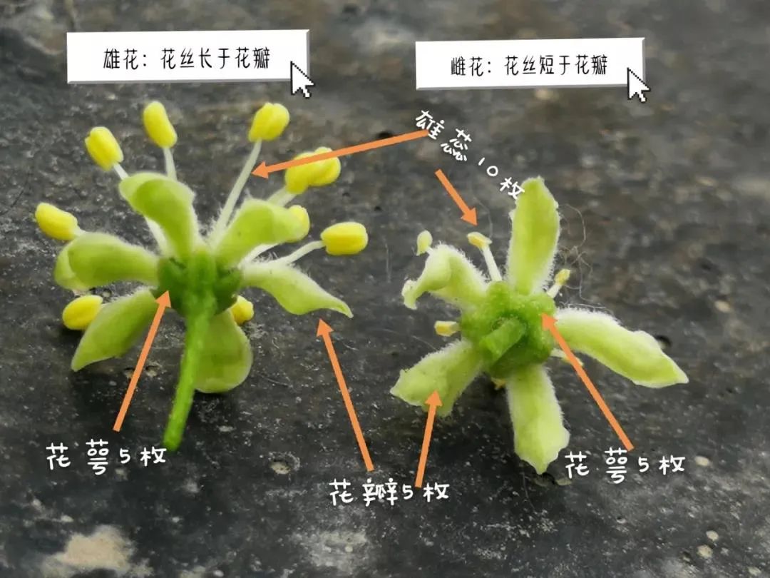 黄瓜雌花结构图图片