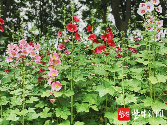 花情预报 蜀葵花开 惊艳了初夏的时光 手机新浪网 花情预报 蜀葵花开 惊艳了初夏的时光 手机新浪网
