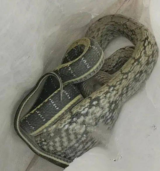 济南居民家门口现1米半大蛇还爬上四楼毒蛇频现要警惕