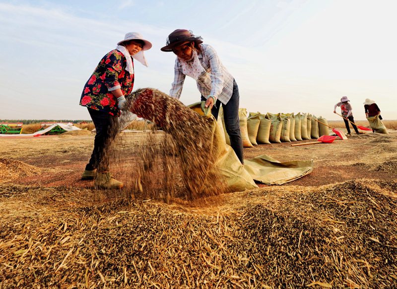江苏沭阳:5000亩油菜花海变身丰收地