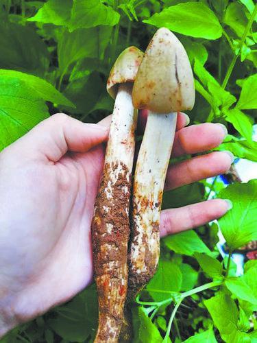 荔枝吃不少，荔枝菌你吃过吗？|售价|蘑菇|菌菇|中毒|李叔_新浪新闻