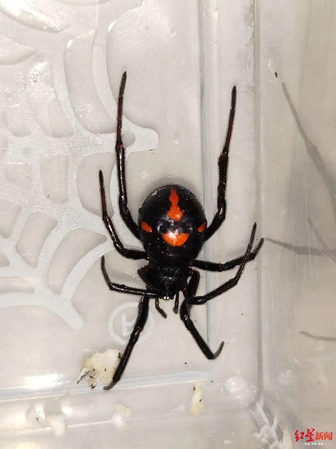 别碰四川首次发现怪肥腹蛛身小含剧毒