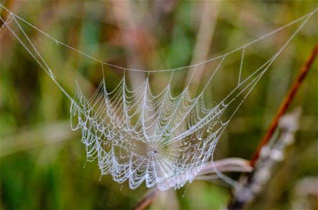 梦境解析，大癞蛤蟆与蜘蛛丝的交织——探索潜意识中的自我与外界联系