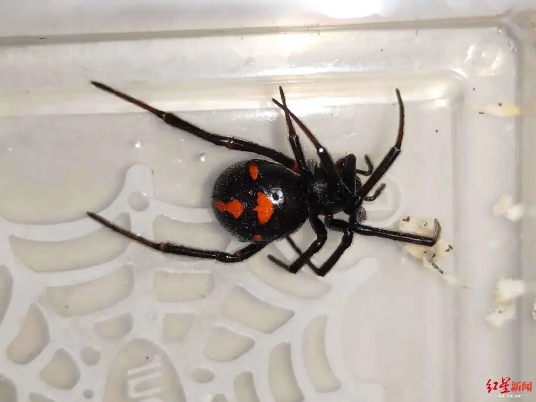 别碰四川首次发现怪肥腹蛛身小含剧毒