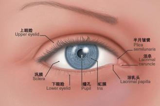 藏在你眼角的不只有眼屎,还有祖先留下的第三层眼皮