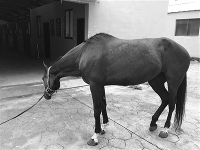 这匹汗血宝马有3个白蹄.葛卫兵师傅和汗血宝马.