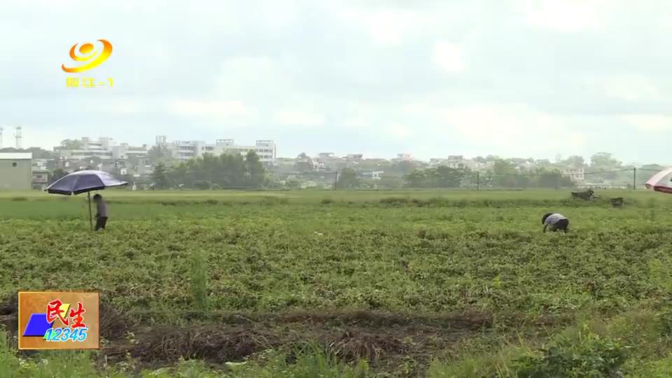 阳江:漠阳花大沟花生基地带动农户增收