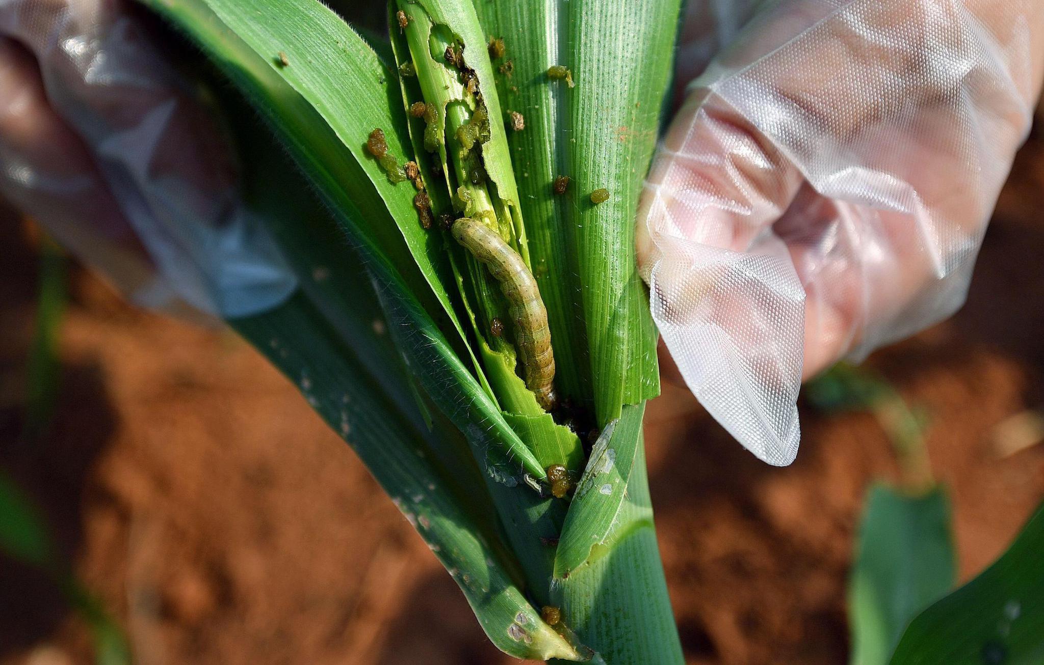 堪比蝗虫的草地贪夜蛾来了,农药减量还扛得住吗?