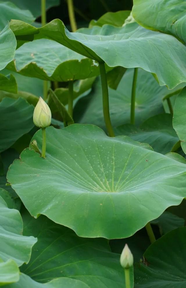 碧绿的荷叶无限延展山黛之色 美么?