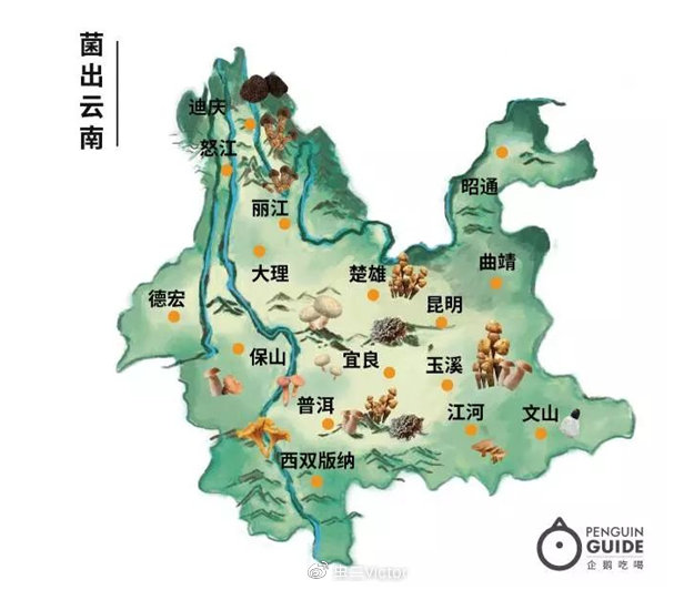 为菌"滇狂",云南人吃菌欲望究竟有多强?|云南|野生菌_新浪新闻