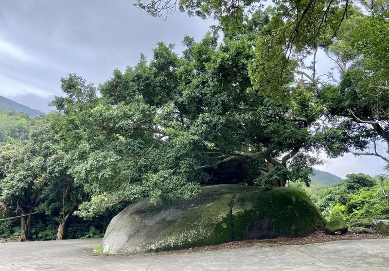 大榕树|南澳_新浪新闻