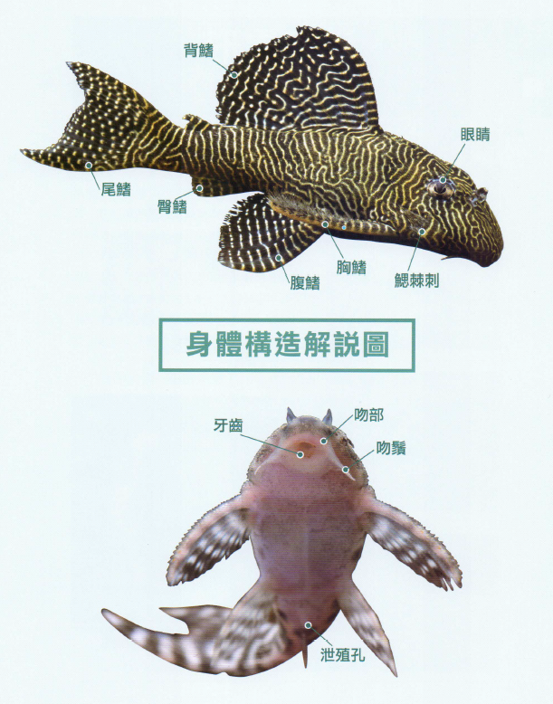 清道夫:我不吃屎的你知道嘛!