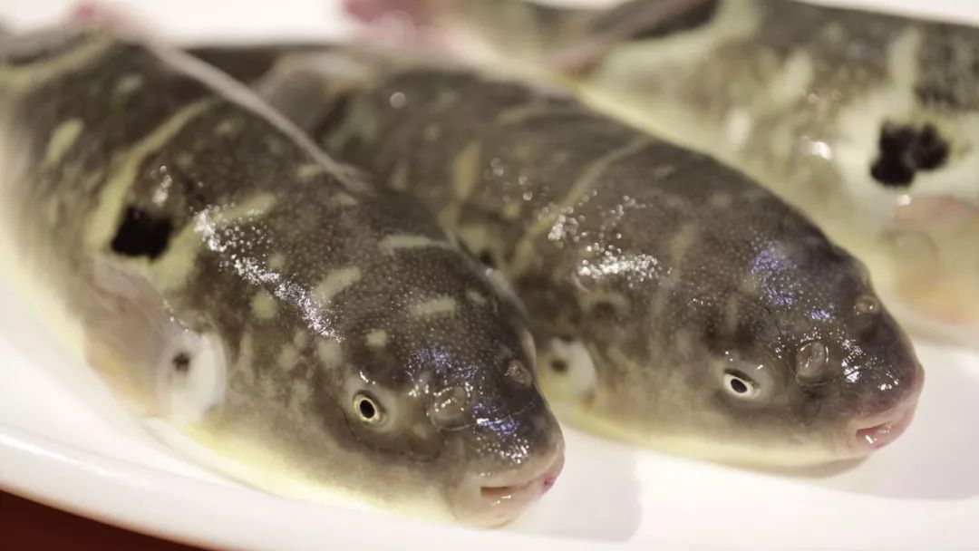 巴鱼,和河豚是同类,和河豚一样,味道非常鲜美,但