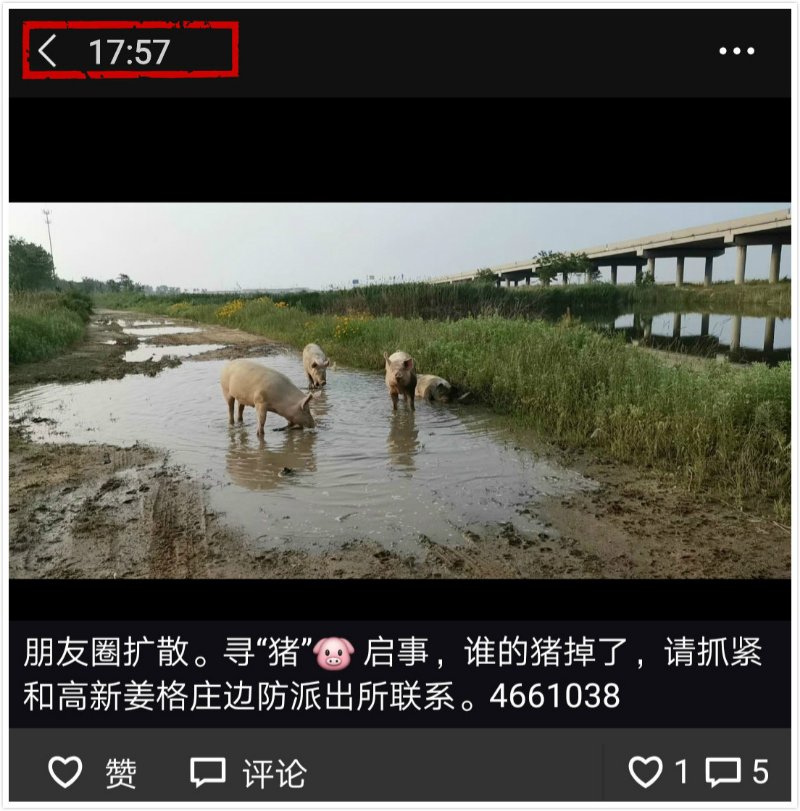 5头猪"越狱",烟台民警朋友圈发寻"猪"启事
