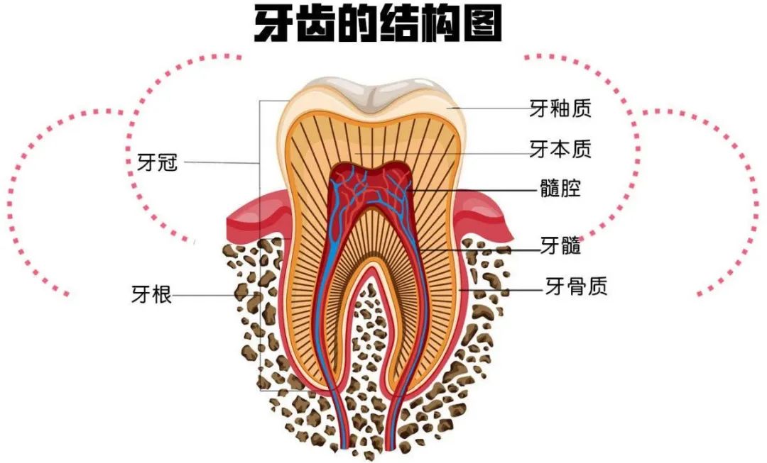 你一个月工资够看几颗牙口腔科医生给你算了笔账