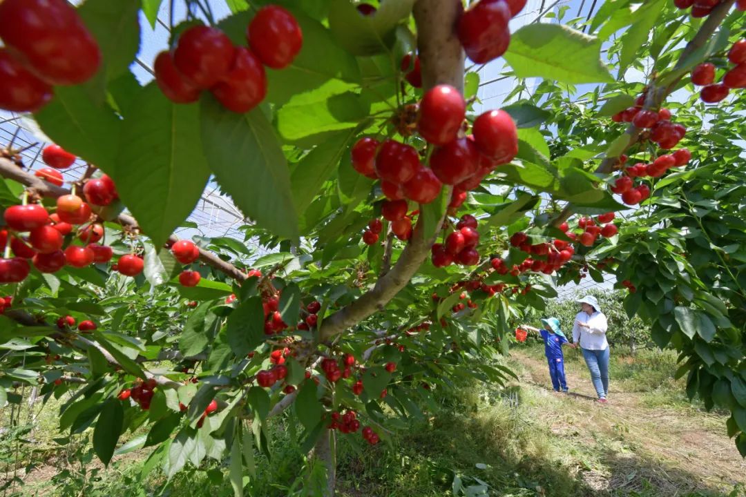 北京一男子破坏600多棵樱桃树不认,法官一棵棵数确认损失
