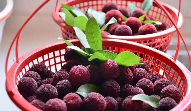 马坝:杨梅飘香,贫困户每年增收2万多元