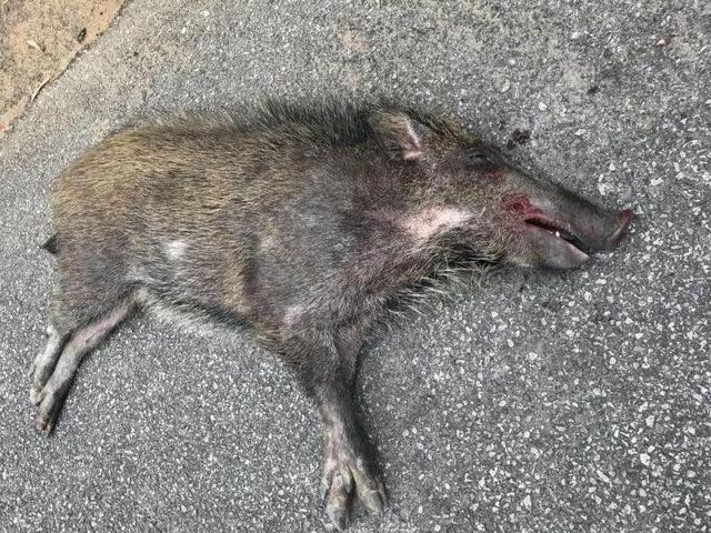 借此提醒大家,见到野猪不要轻易追撵,以免使其受刺激伤人,可拨打110