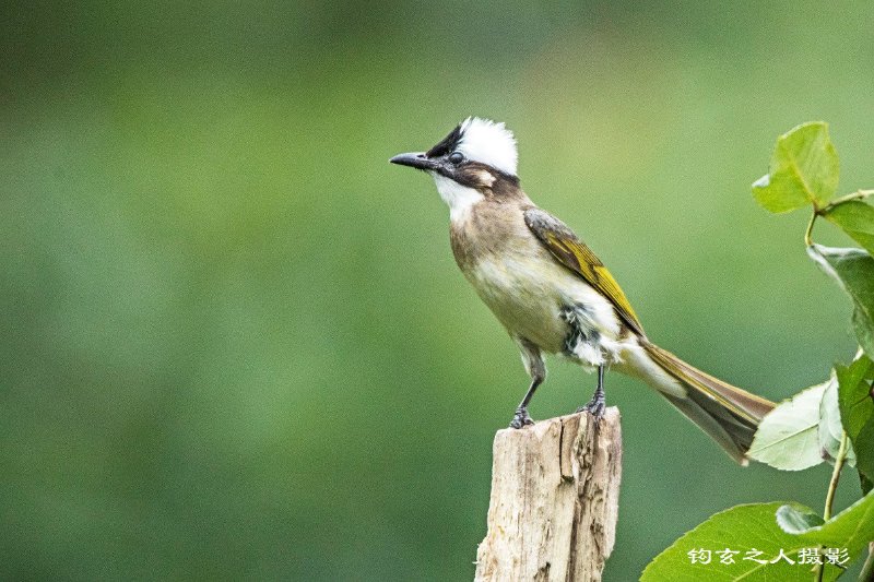 大明湖中的精灵----白头鹎育雏记