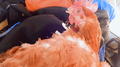 鸡:鸡生艰难……鸡从坐上车开始,就一脸"我命不由我"的绝望表情.