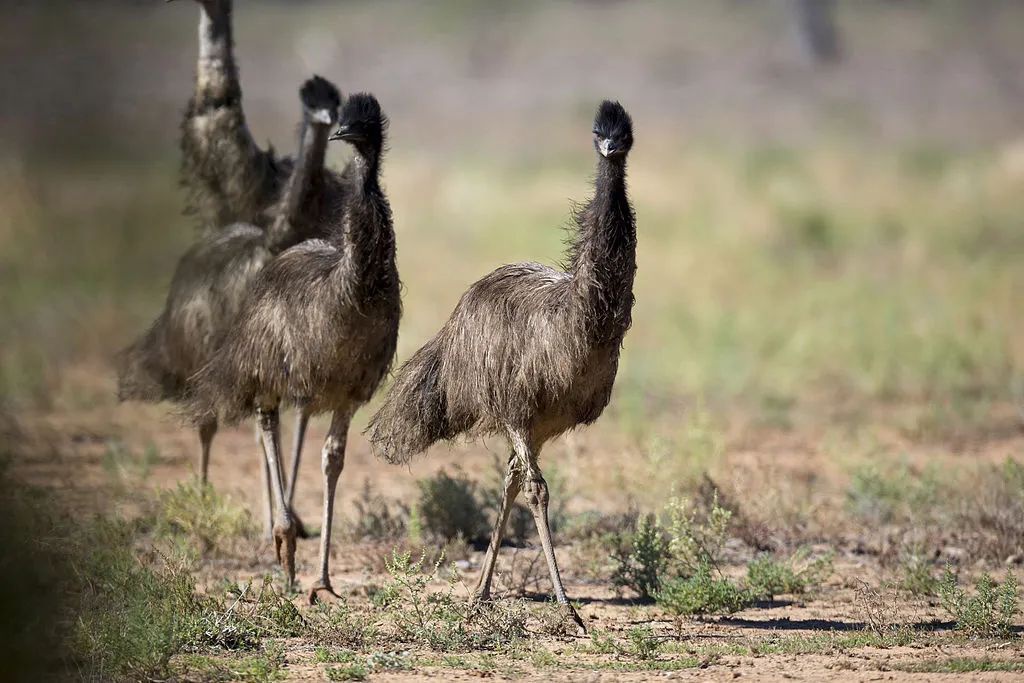 四处逡巡的鸸鹋丨jim bendon / wikimedia commons