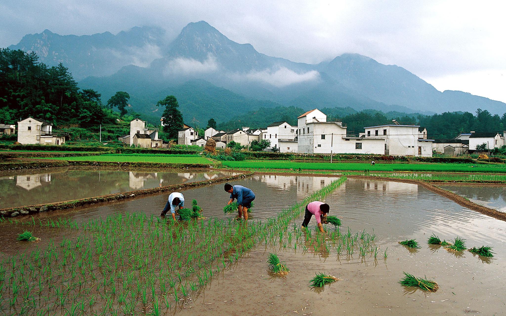 绩溪县芒种过安苗节 抬着"汪公"巡视稻田保佑丰收