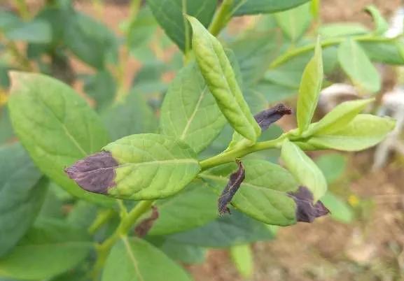 蓝莓叶片部位常见病害合集,附高清图谱和防治方案