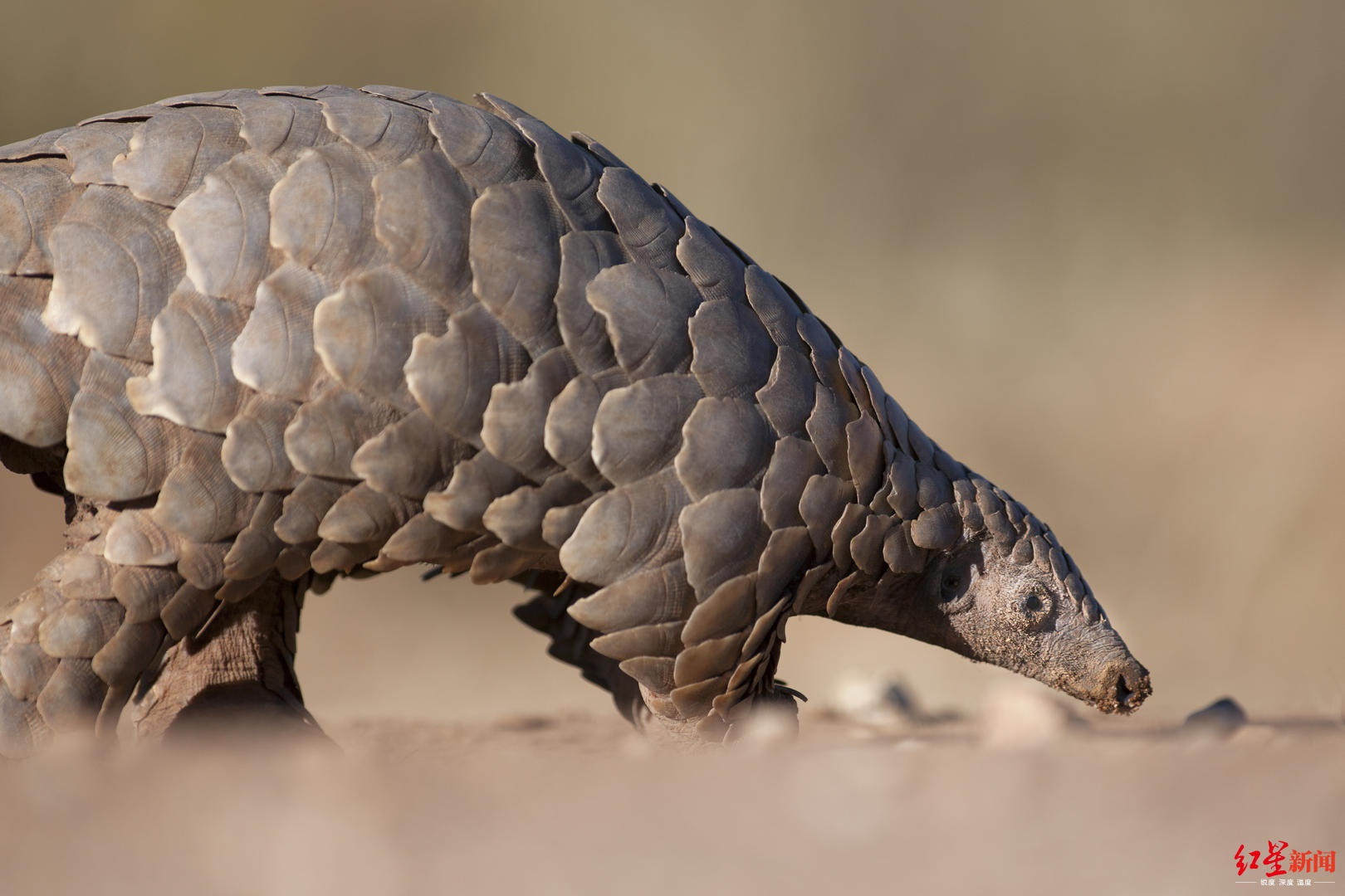 专家:灭绝风险远超熊猫|野生动物|国家一级保护动物_新浪新闻