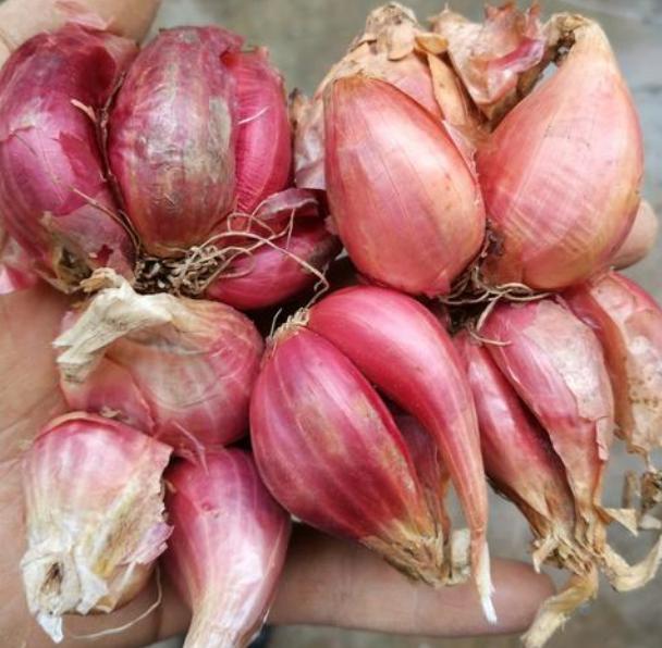 阳台种葱的两个小方法生长快不怕晒茁壮茂盛绿油油