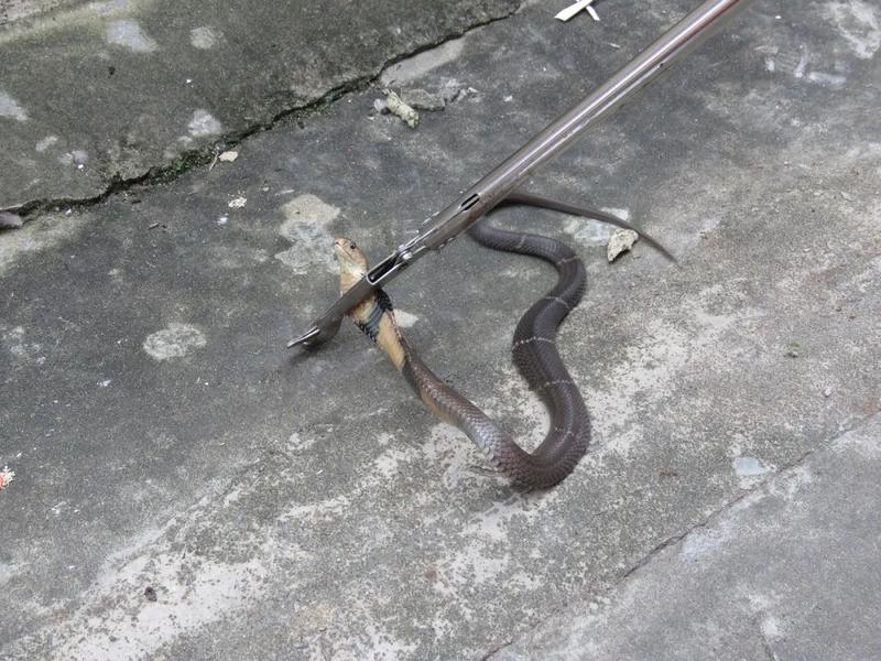 "翻去捉个鸡?"捕蛇现场大叔一句话,把消防员震惊了.