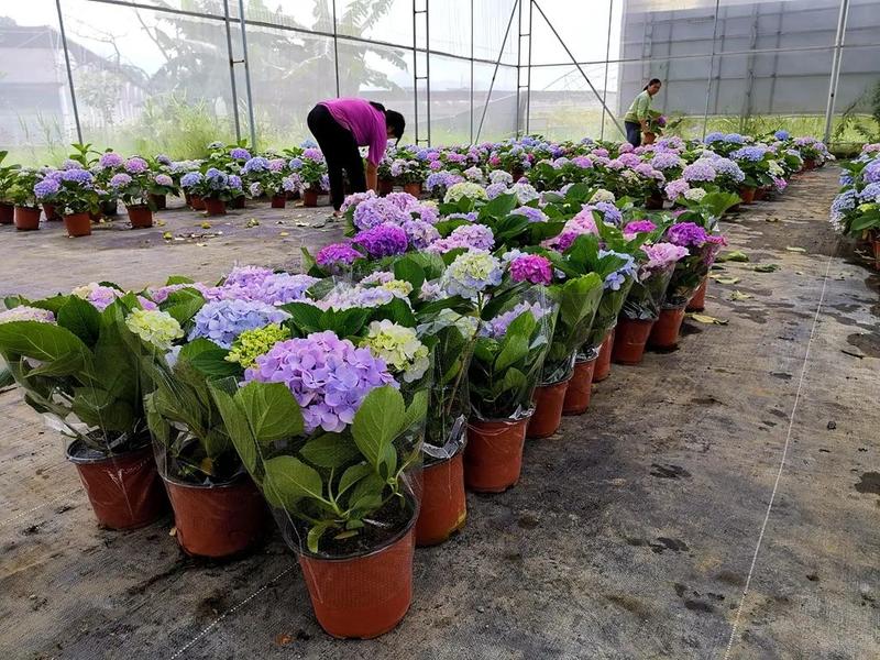 在董塘镇安岗村绣球花生产示范基地,16万盆绣球花迎来盛放季,基地务