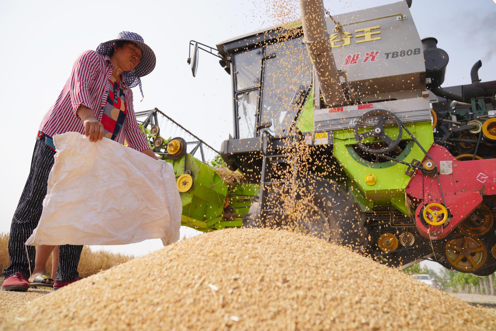 河北:200万台农机会战"三夏"|三夏|沙河市|小麦_新浪新闻
